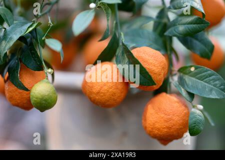Orangen wachsen in einem Pflanzgefäß im Freien mit Blättern und Früchten Stockfoto