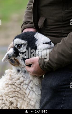 Swaledale Sheep bei der Tan Hill Spring Show 2024. Stockfoto