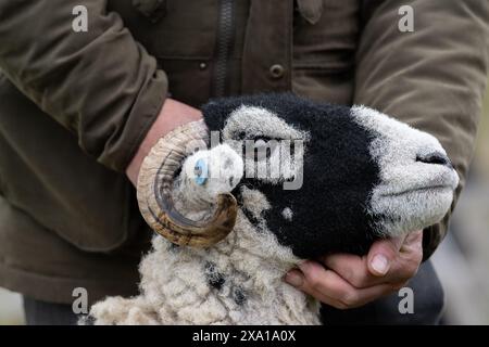 Swaledale Sheep bei der Tan Hill Spring Show 2024. Stockfoto