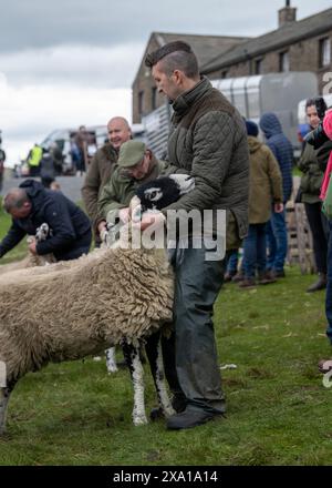 Swaledale Sheep bei der Tan Hill Spring Show 2024. Stockfoto