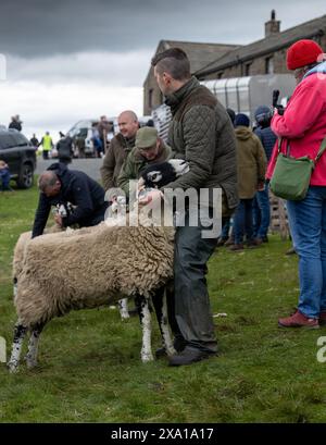 Swaledale Sheep bei der Tan Hill Spring Show 2024. Stockfoto
