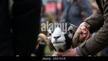 Swaledale Sheep bei der Tan Hill Spring Show 2024. Stockfoto