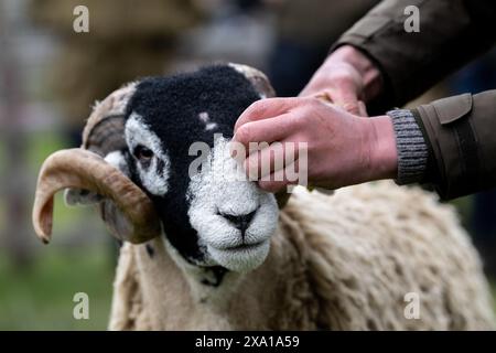 Swaledale Sheep bei der Tan Hill Spring Show 2024. Stockfoto