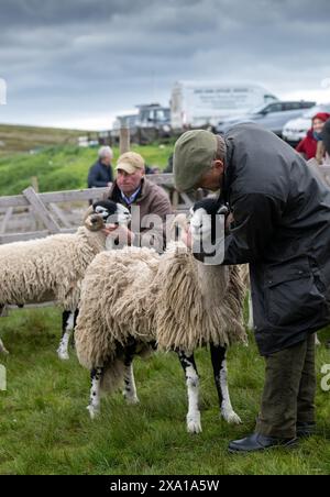 Swaledale Sheep bei der Tan Hill Spring Show 2024. Stockfoto
