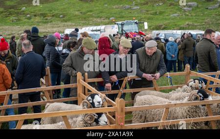 Swaledale Sheep bei der Tan Hill Spring Show 2024. Stockfoto