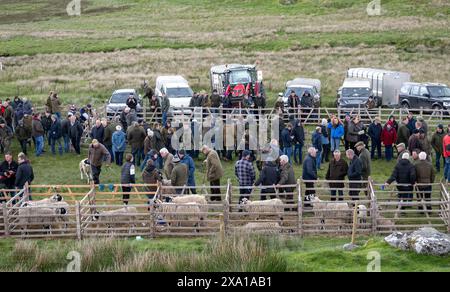 Swaledale Sheep bei der Tan Hill Spring Show 2024. Stockfoto