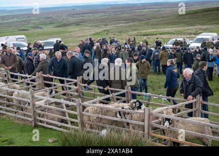 Swaledale Sheep bei der Tan Hill Spring Show 2024. Stockfoto