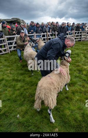 Swaledale Sheep bei der Tan Hill Spring Show 2024. Stockfoto