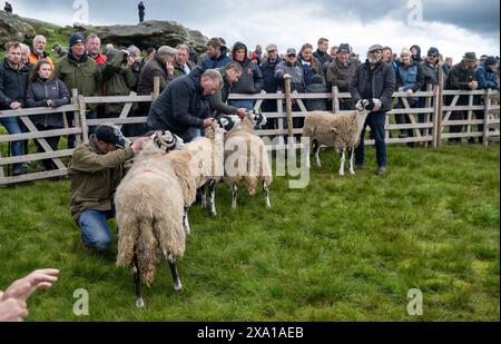 Swaledale Sheep bei der Tan Hill Spring Show 2024. Stockfoto