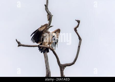 Indischer Geier (Gyps indicus) Stockfoto