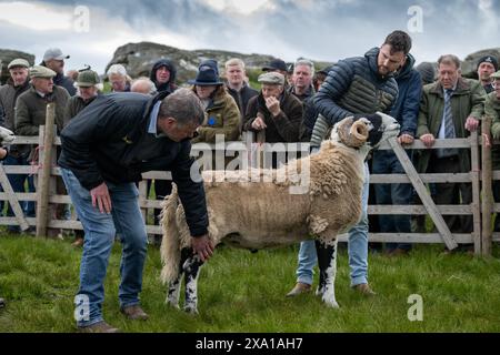 Swaledale Sheep bei der Tan Hill Spring Show 2024. Stockfoto