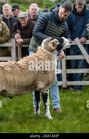 Swaledale Sheep bei der Tan Hill Spring Show 2024. Stockfoto