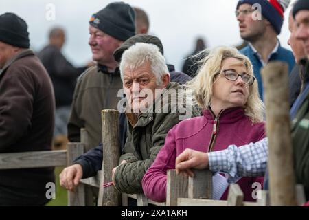 Swaledale Sheep bei der Tan Hill Spring Show 2024. Stockfoto
