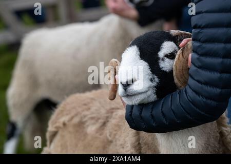 Swaledale Sheep bei der Tan Hill Spring Show 2024. Stockfoto