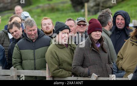 Swaledale Sheep bei der Tan Hill Spring Show 2024. Stockfoto