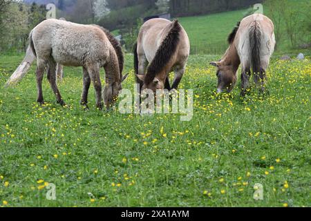 Drei Pferde, die friedlich auf einem üppig grünen Hügel weiden Stockfoto