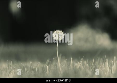 Ein monochromes Foto von Löwenzahn auf Gras Stockfoto