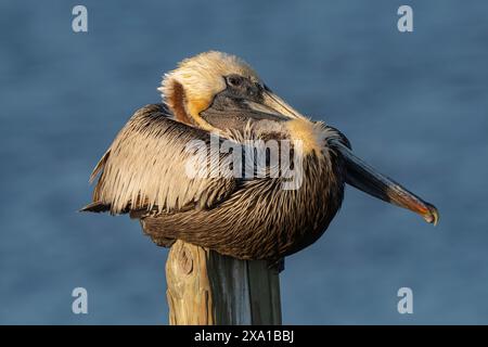 Brauner Pelikan, der auf Holzpfosten im Wasser thront Stockfoto