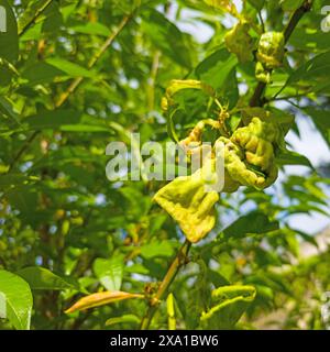 Schäden durch Blattkräuselkrankheit an Pfirsichbäumen Stockfoto