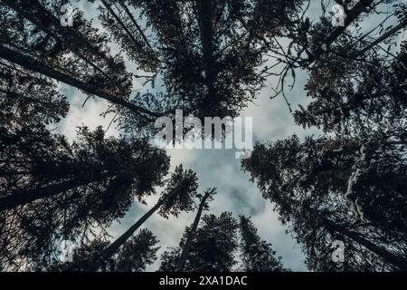 Eine Niedrigwinkelaufnahme des Himmels durch Kiefernspitzen. Stockfoto