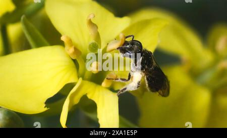 Eine Nahaufnahme einer winzigen, dunkelfarbenen Lasioglossum Sweat Bee, die von einer gelb verschraubten kohlengrünen Blume ernährt und Pollen auf ihre Beine packt. Stockfoto