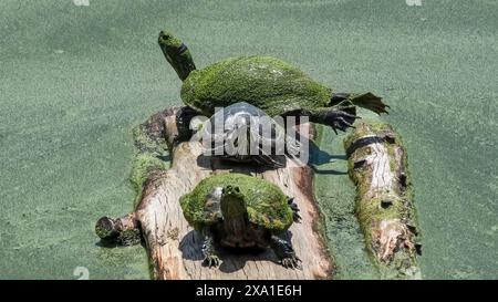 Auswirkungen des Klimawandels auf drei Rotohr-Slider-Terrapin-Schildkröten (Trachemys scripta elegans) während einer Algenblüte. Long Island, New York, USA Stockfoto