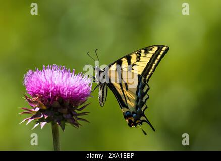 Ein westlicher Schwalbenschwanz-Schmetterling, der auf einer rosa Distelblume in Colorado bestäubt. Stockfoto