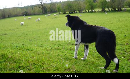 Ein Border Collie auf einer Weide mit Schafen. Wales, Großbritannien Stockfoto