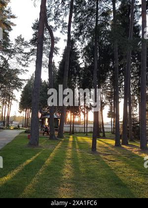 Der Sonnenuntergang zwischen den Bäumen in der Natur in Estland Stockfoto