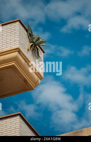 Eine Aloe-Vera-Pflanze wächst im Abfluss einer Terrasse Stockfoto