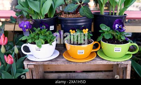 Zum Verkauf drei übergroße Teetassen mit bunten Stiefmütterchen, die auf einem Holzregal auf einem Gartenmarkt ausgestellt sind. Stockfoto