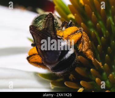 Hinteransicht einer weiblichen zweifarbigen metallisch-grünen Schweißbiene (Agapostemon virescens), die Pollen in Körben namens Corbiculae an Hinterbeinen sammelt. Stockfoto