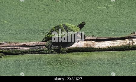 Auswirkungen des Klimawandels auf eine Rotohr-Rutschschildkröte (Trachemys scripta elegans), bedeckt mit Algenblüten in warmen Teichgewässern, New York Stockfoto