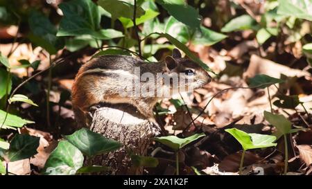 Ein entzückendes, süßes, braunes Streifenmehl (Tamias striatus), das auf einem Baumstumpf in einem sonnendurchfluteten Wald thront. Long Island, NY Stockfoto