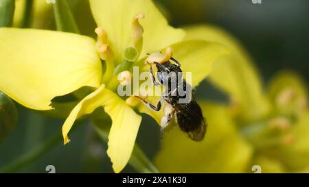 Nahaufnahme einer sehr kleinen, dunkel metallischen Lassiglossum Halictidae Schweißbiene, die eine gelbgrüne Blume bestäubt. Long Island, New York, USA Stockfoto