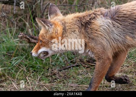 Ein japanischer Rotfuchs, Vulpes vulpes japonica, in grasbewachsener Umgebung Stockfoto