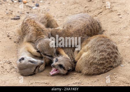 Eine Gruppe junger Erdmännchen, die sich in einen Haufen gekuschelt haben. Stockfoto