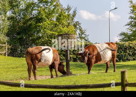 Zwei Kühe weiden auf einem grasbewachsenen Feld, eine wird gemolken Stockfoto