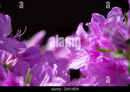 Eine Nahaufnahme von violetten Rhododendronblumen, die sich im Sonnenlicht sonnen Stockfoto