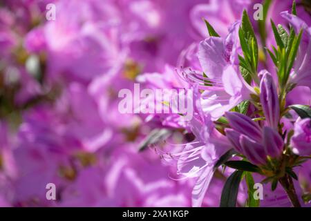 Eine Nahaufnahme violetter Rhododendronblüten im Sonnenlicht Stockfoto