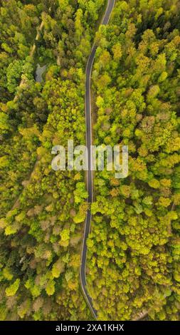 Ein Blick aus der Luft auf eine Straße durch einen dichten Wald. Stockfoto