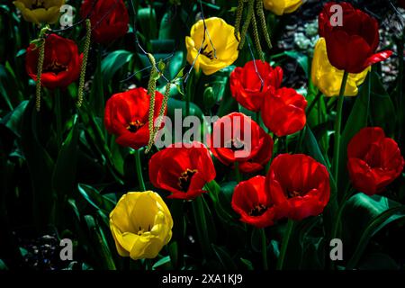 Die leuchtenden roten und gelben Tulpen blühen auf einem Feld Stockfoto