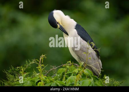 Schwarz - gekrönte Night Heron putzen Stockfoto