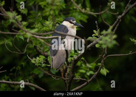 Schwarzgekrönter Nachtreiher hockte auf einer Kolonie Stockfoto