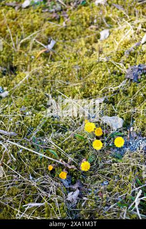 Eine kleine Gruppe von Coltsfoot-Blüten neben einer Straße in der Nähe von Angvik, Norwegen. Die Blüte von Coltsfoot läutet den Frühling ein. Stockfoto