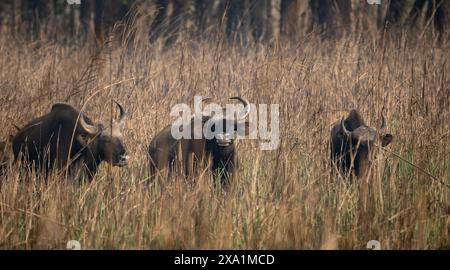 Eine Gruppe wilder Büffel, die in hohem Gras auf einem offenen Feld spazieren Stockfoto