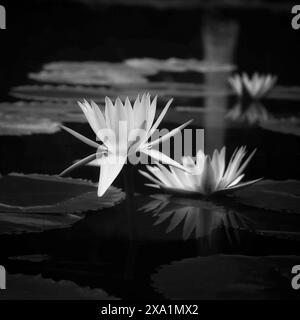 Die zwei einfarbigen Wasserlilien auf einem dunklen Teich bei Nacht Stockfoto