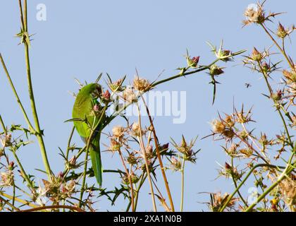 Ein Mönchsittich sitzt auf einem Zweig auf einem blühenden Baum. Der Vogel beobachtet eine Biene, die sich für Blumen des Baumes interessiert Stockfoto