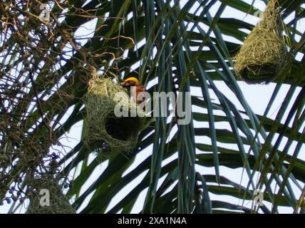 Ein Vogel auf einem Vogelhaus in einem Baum Stockfoto