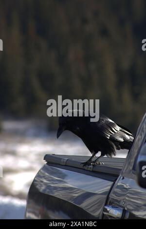 Im verschneiten Winter sitzt ein schwarzer Vogel auf einer Autohaube Stockfoto